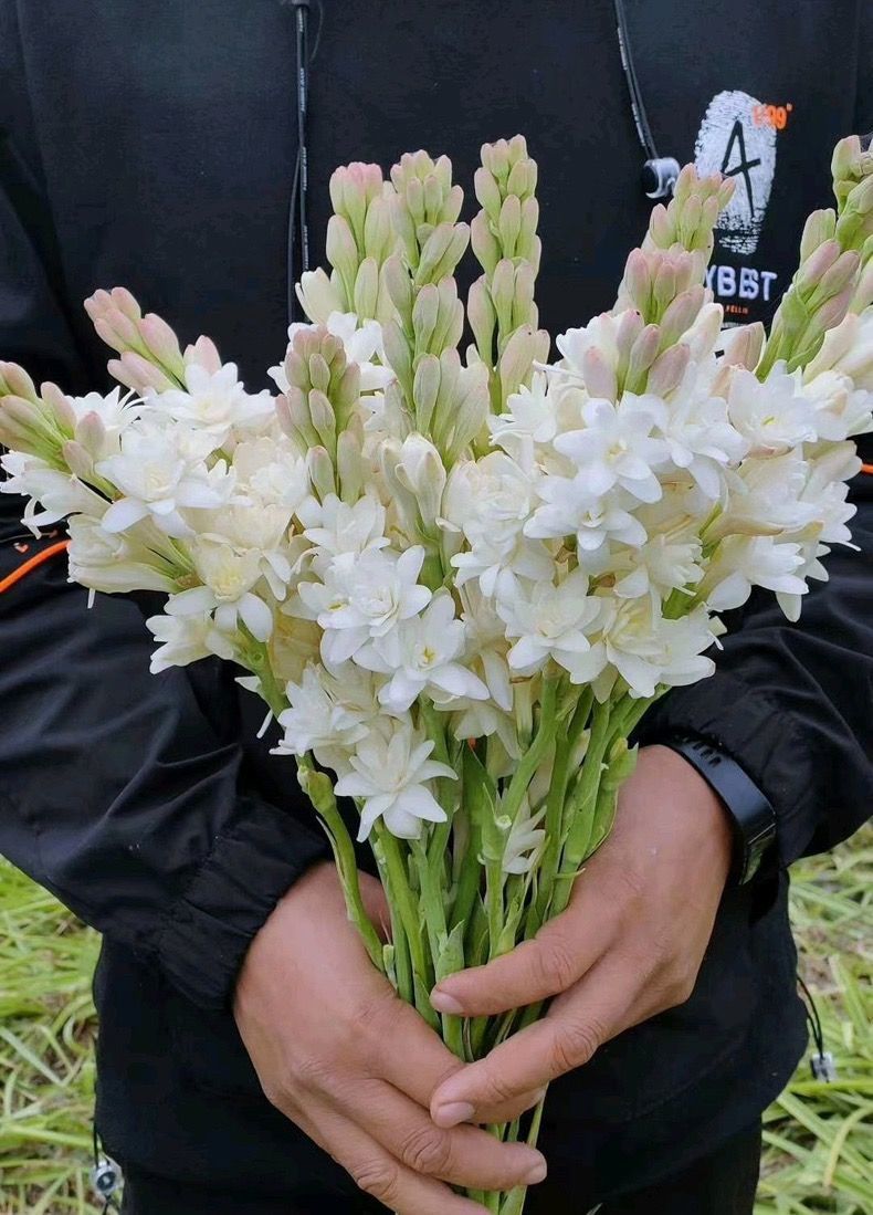 晚香玉种球夜来香花苗浓香型多年生植物室内外庭院易种活花卉q爆盆款