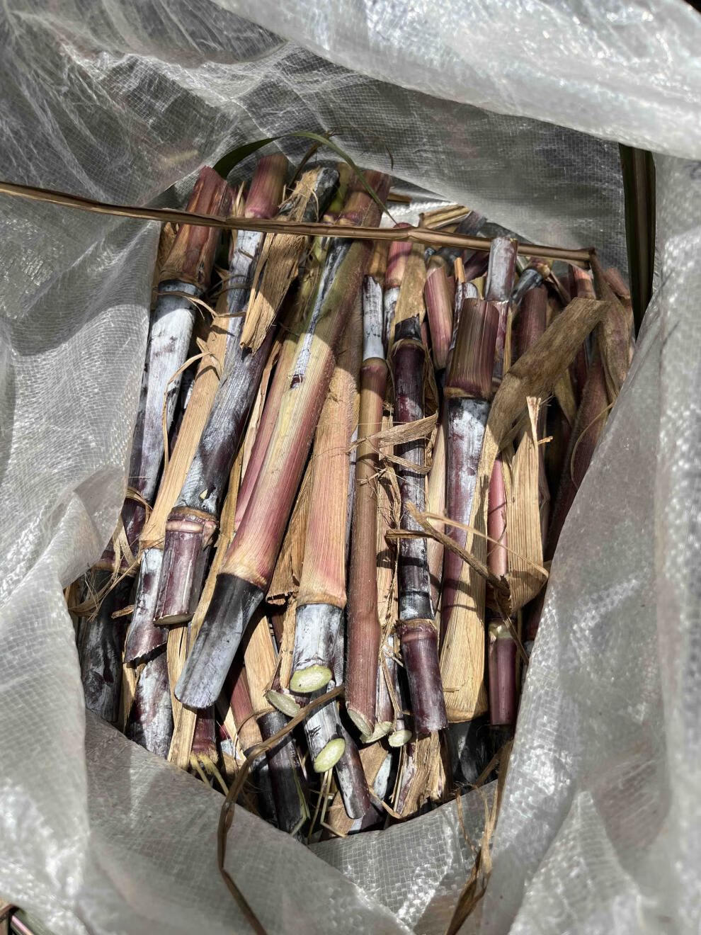 紫象草高产牧草四季多年生牧草种节物资牧草种自产销高产南北多年生