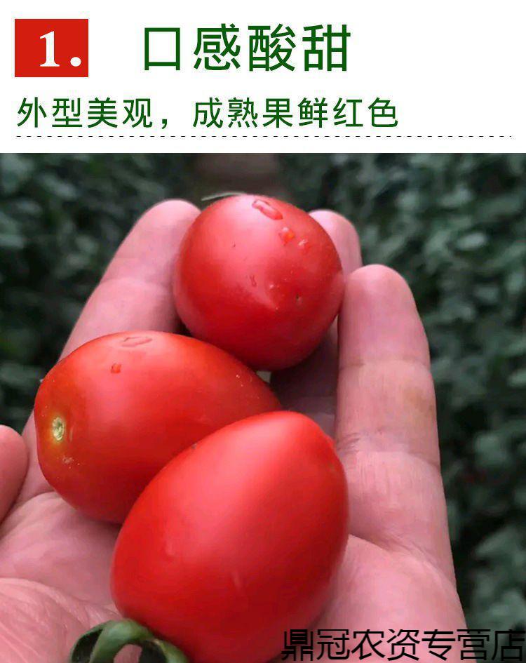 颜色分类 红贵妃番茄种子(约100粒)原厂包装1袋 红贵妃番茄种子(约100