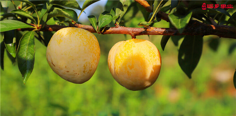 顺丰快递正宗现摘湖南汝城文明黄金奈李子新鲜脆甜孕妇水果 顺丰快递