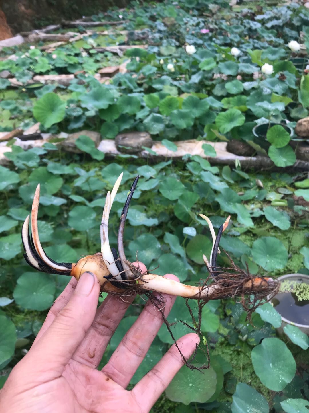 品牌 巧艺 春枝韵 宜家花卉 御春阁 chuangshiji 更多>>品牌: 芊阙