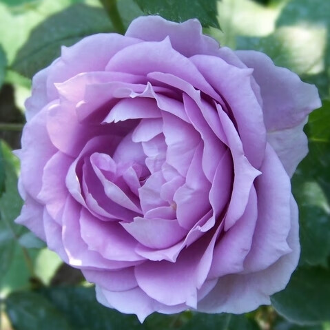 月季 诺瓦利斯 大花丰花浓香月季庭院阳台盆栽绿植花卉【图片 价格