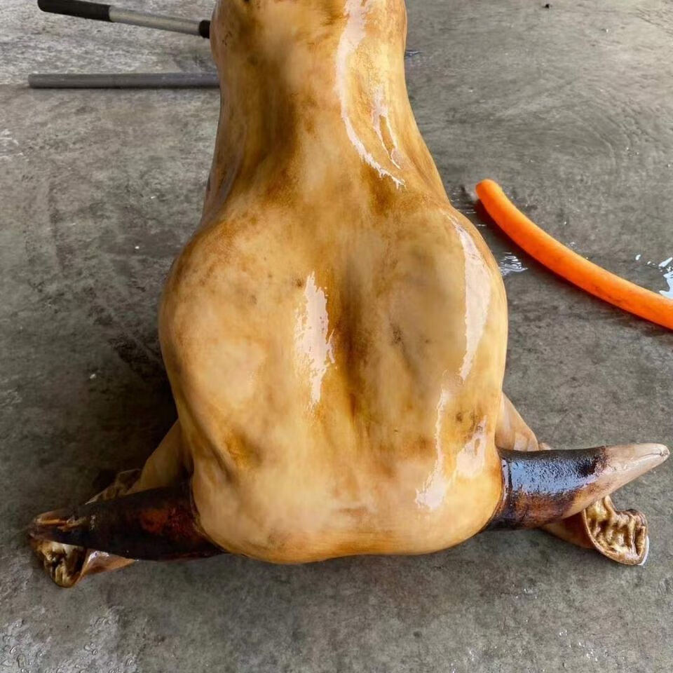 牛头去毛黄牛头整只可带牛舌生鲜烧烤卤牛头食材艾黎迪尚50斤左右