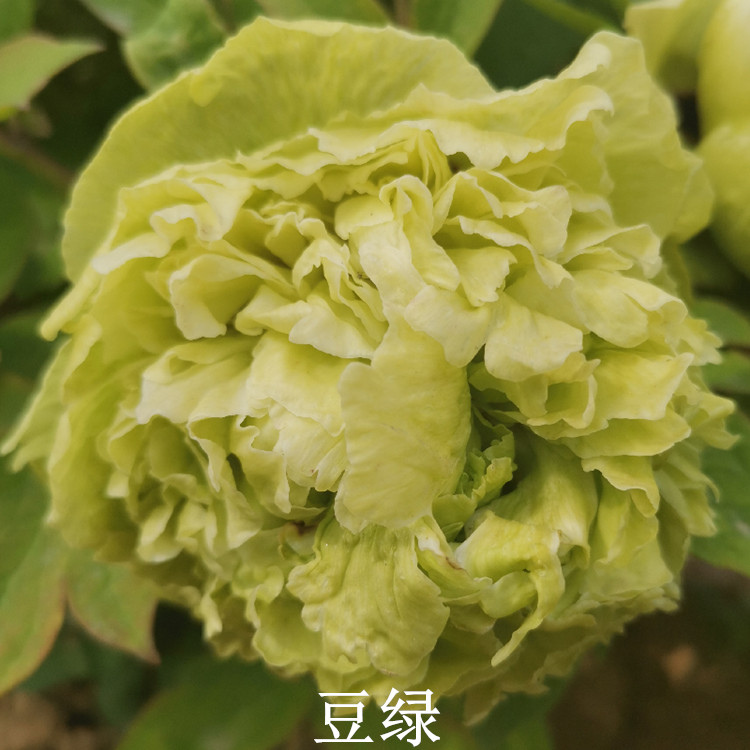 牡丹花苗魏紫 庭院别墅菏泽牡丹花苗大魏紫观赏洛阳盆栽阳台庭院黑