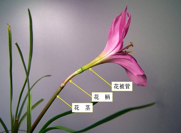 定制葱兰韭兰风雨兰花苗绿植物盆栽花卉观花植物室内当年开花庭院阳台