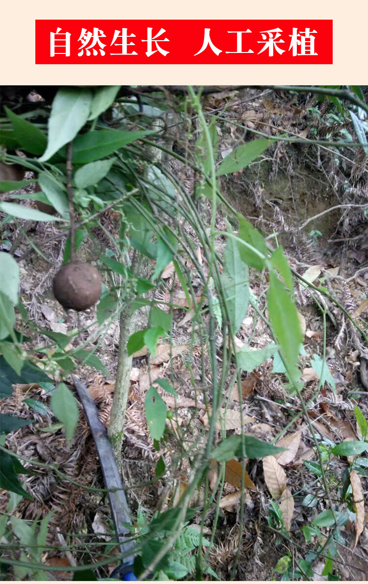 丝线吊金钟草药图片