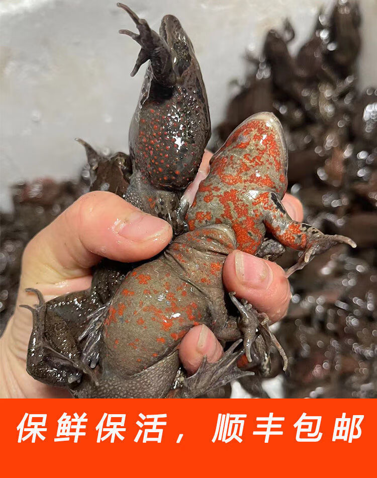 鲜活林蛙哈什蚂 全母满油满籽 长白山 东北红肚皮哈什蚂林蛙 2斤母(15