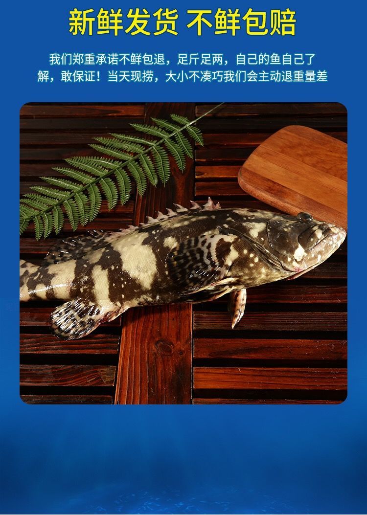 海捕野生龍紋斑老虎斑龍膽石斑魚東山島產地直髮帶魚鮁魚海鮮批發 鮮