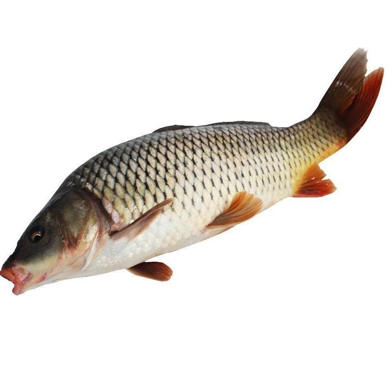 lism千岛湖正宗青鲤鱼鲜活大鲤鱼冷水现杀原生态无刺鱼肉活体生物4斤