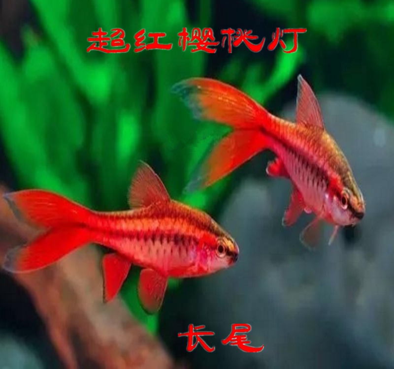 樱桃灯鱼长尾樱桃灯短尾樱桃灯热带鱼群游小型鱼淡水易养红鱼水财神