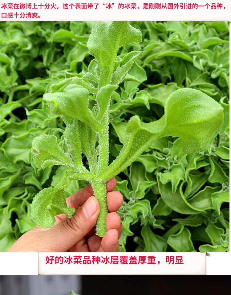 冰菜種子非洲冰菜種子冰晶菜種籽特色蔬菜四季陽臺庭院大面積進口非洲