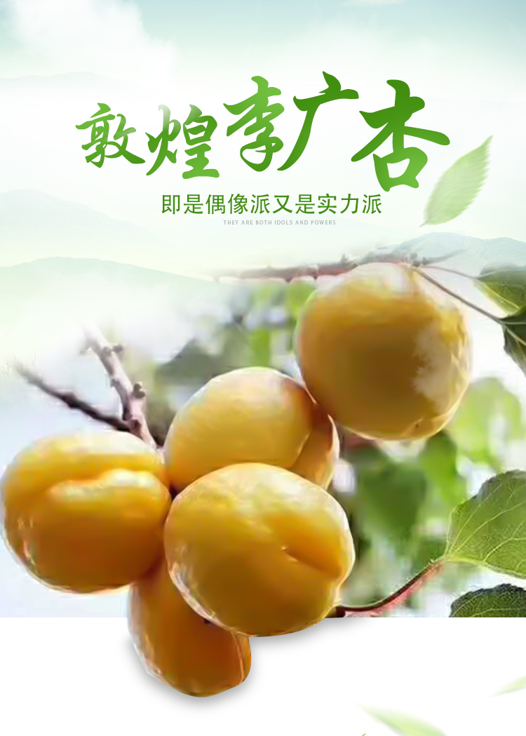 敦煌新鲜李广杏特产自家果园时令水果甜杏子现摘现发顺丰空运3斤小果