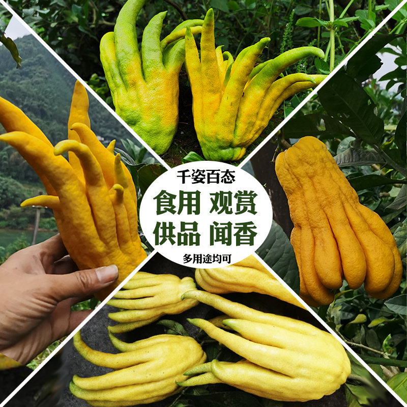 大地果缘 现摘新鲜佛手果佛手柑鲜果润喉鲜佛手3斤果实中材佛手香橼茶