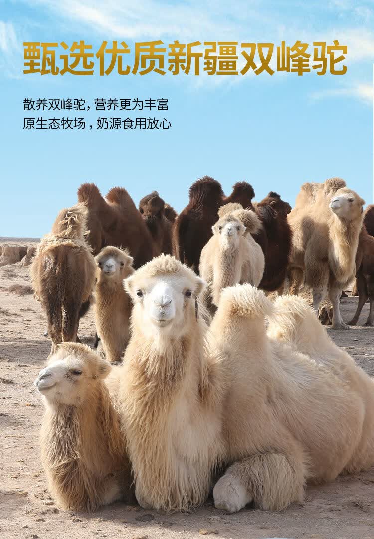 骆驼奶粉新疆中老年官网益生菌正宗营养无蔗糖高钙新鲜纯 买二送一(实