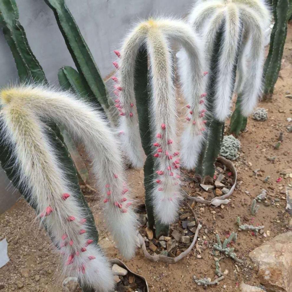 界梁山九尾狐多肉植物 猴尾柱 软毛猴尾巴 垂吊软毛 仙人掌多肉植物