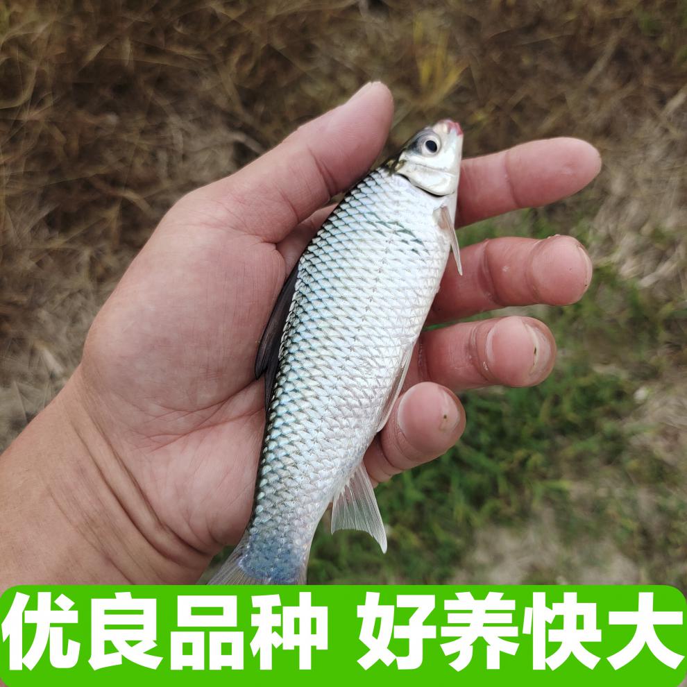 土鯪魚苗麥鯪魚泰鯪魚苗鯪公雪鯪魚活體淡水養殖鮮活食用專用飼料優選