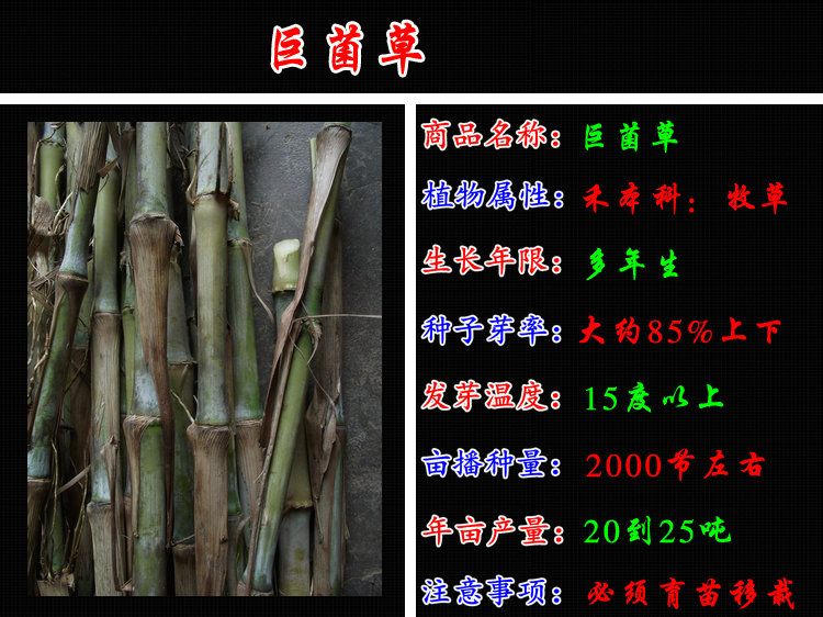 巨菌草种芽苗节茎杆子 猪牛羊鸡鸭鹅兔鱼竹鼠青黄贮牧草种籽 【巨菌草