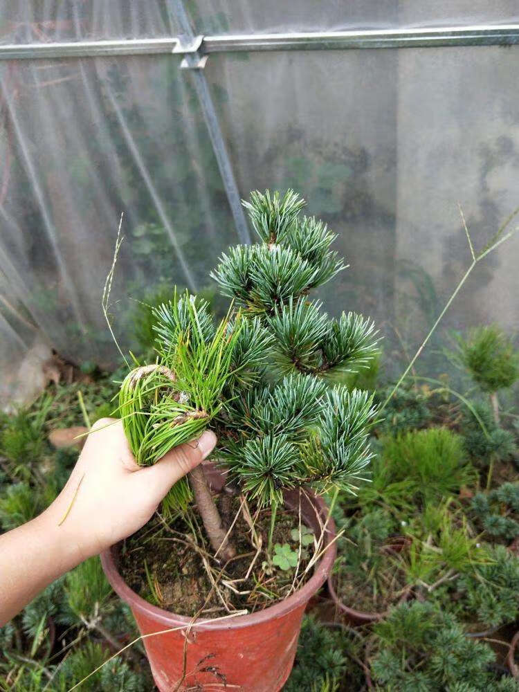 精品日本大阪松小苗五针松盆景树桩造型短针嫁接苗那须娘松树黑松