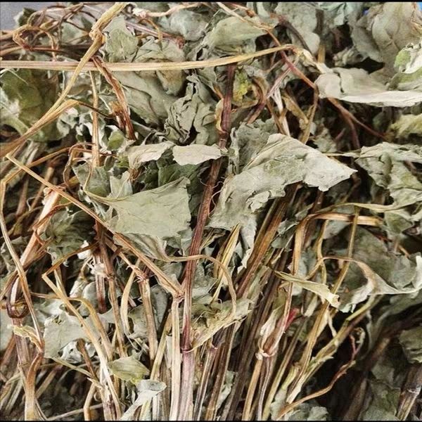 新货野生鱼腥草干折耳根茶新鲜鱼腥草全颗带根晒干鱼腥草 鱼腥草干