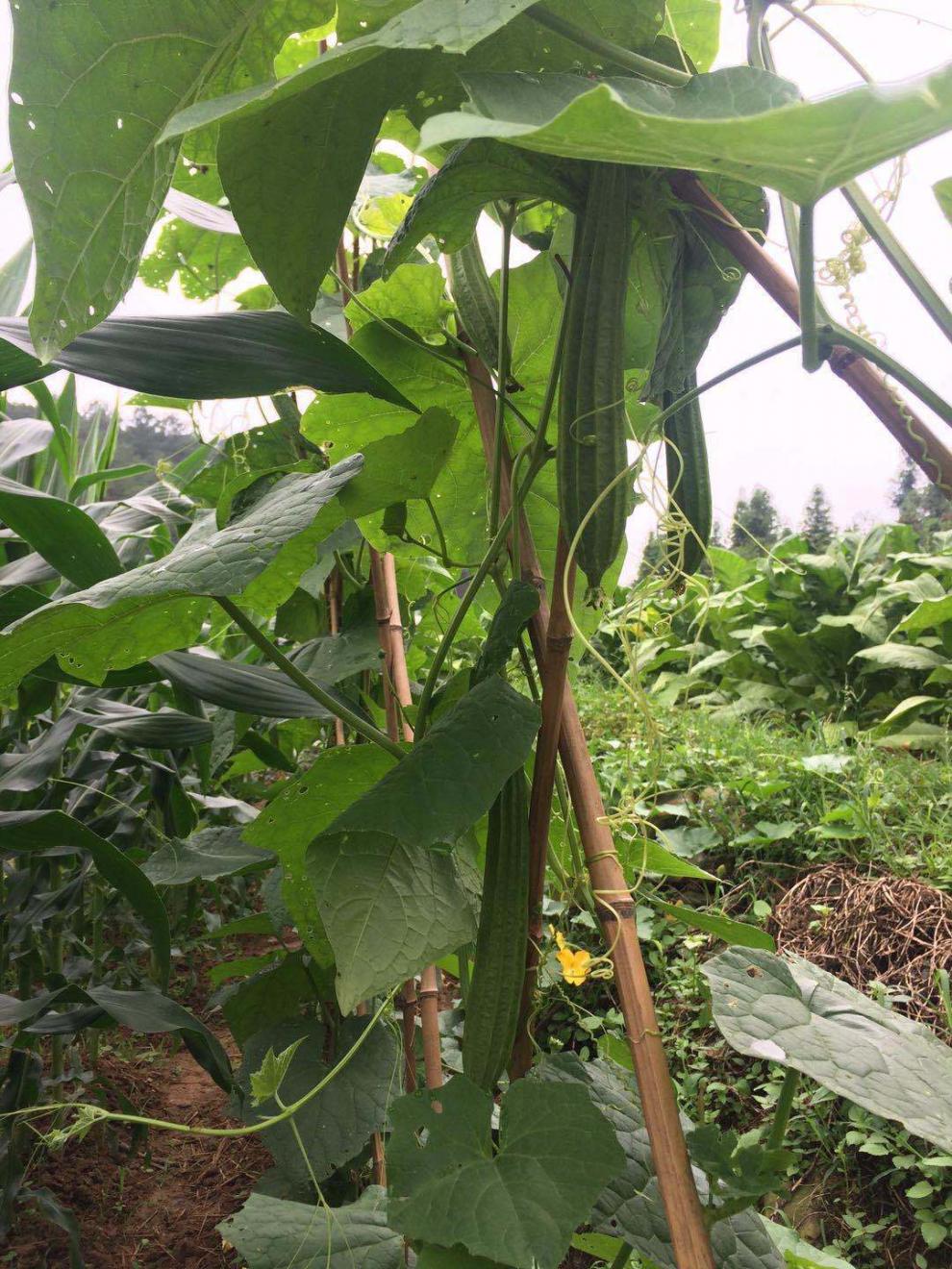 新鲜丝瓜3斤农家自种当季八角丝瓜棱角丝瓜 5斤泡沫箱包装