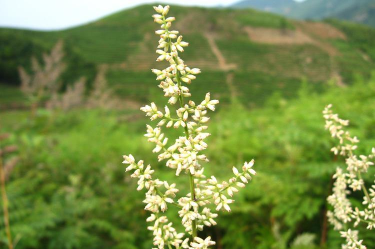 高山野生六月霜茶防中暑解暑热夏季凉茶刘寄奴奇蒿干品 250克【图片