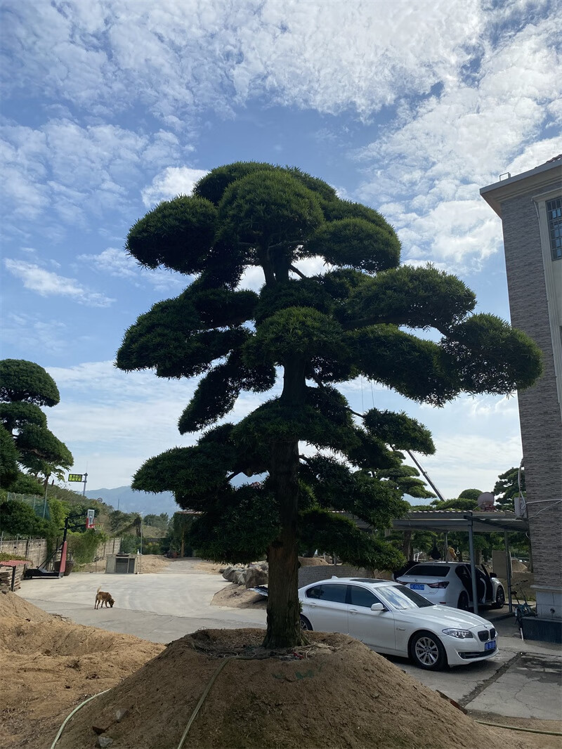 罗汉松大树庭院造型树盆景树迎客松别墅大门大型日本罗汉松等树苗带盆