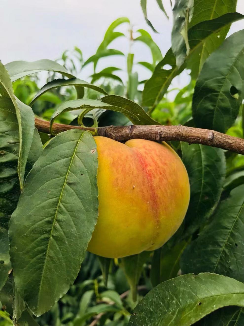 媚调 黄桃新鲜水果正宗浙江嘉善姚庄锦绣黄桃子软脆黄桃当季团购礼盒