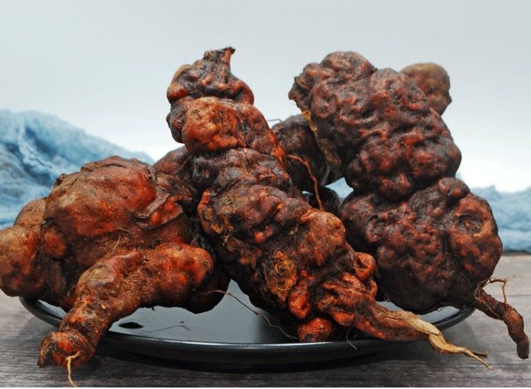 69润曦堂65何首乌新鲜何首乌中药材何首乌苗鲜首乌赤首乌生首乌