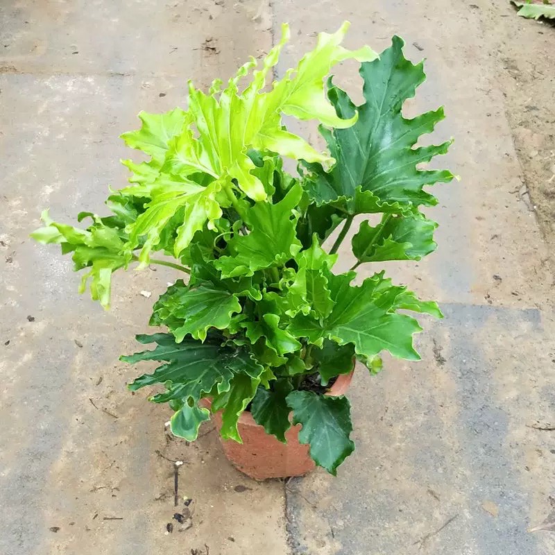 春羽盆栽苗春雨春芋室內小大型觀葉綠植物四季常青耐陰吸美觀 春羽1米