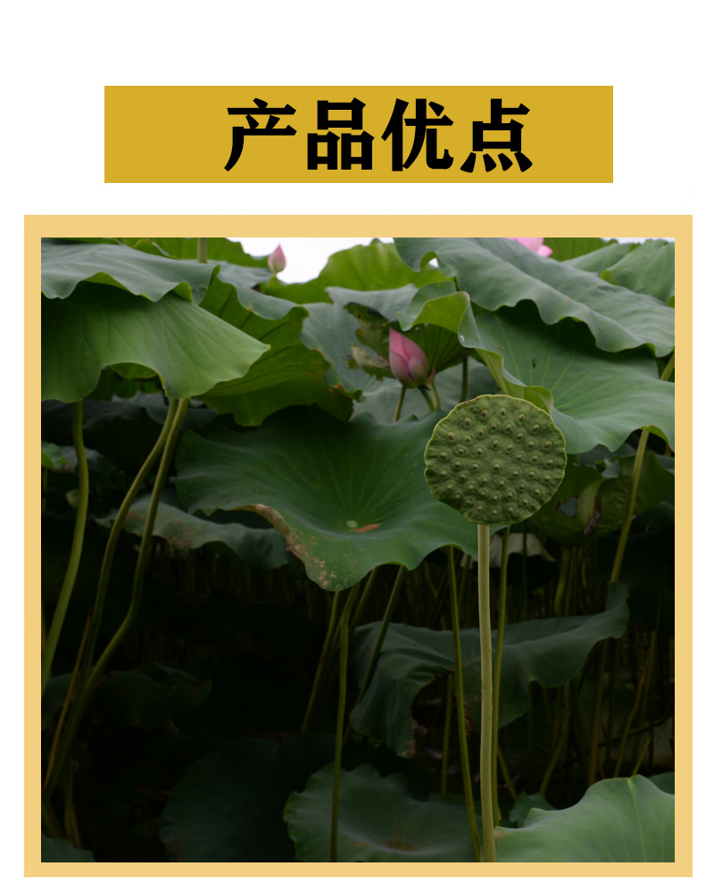莲蓬干孕妇莲蓬壳食用莲房莲蓬头莲子壳中药材