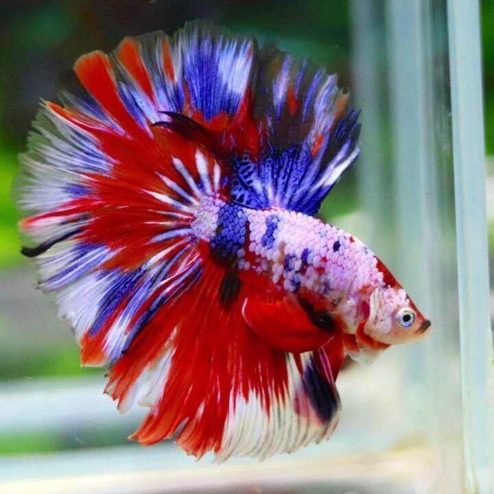 泰国斗鱼活体半月狮王马尾斗鱼抱卵母鱼活体热带鱼观赏小型鱼 随机色