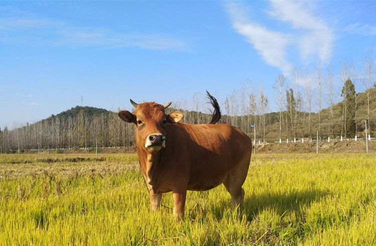 批发新鲜剔骨生牛肉筋头巴脑牛筋肉散养黄牛牛碎肉红烧牛肉筋头巴脑2