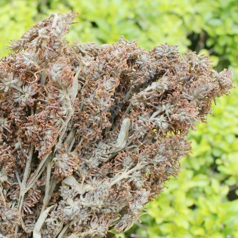 云南染饭花植物染饭花黄糯米饭花黄饭花临沧彩色米饭花德宏密蒙花 50