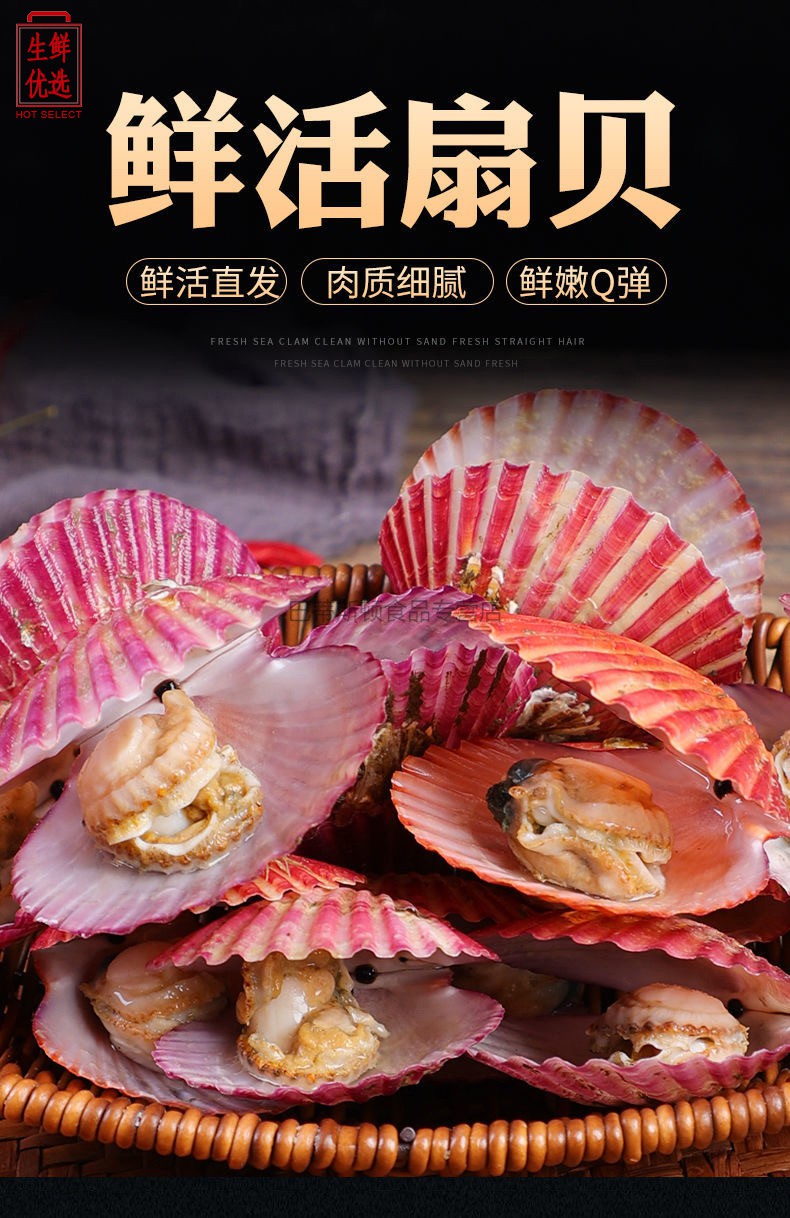 【5斤活小红贝】鲜活扇贝港湾贝新鲜带壳扇贝肉贝类烧烤【图片 价格