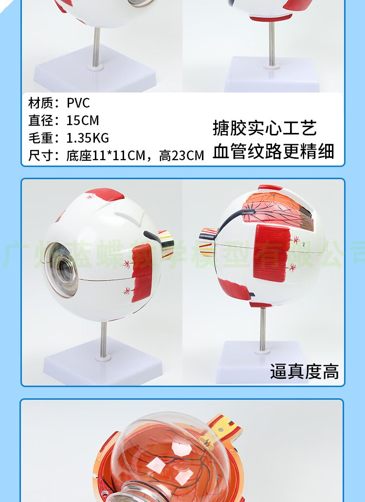 人体眼球模型 6倍放大眼球模型 五官科眼睛构造解剖教学模型 医学 3倍