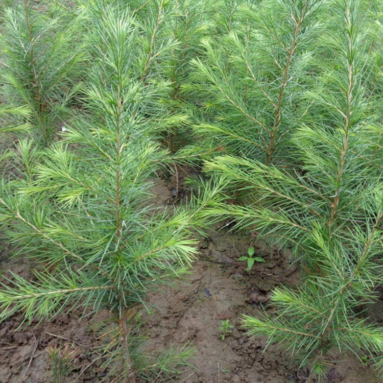 雪松树苗宝塔松圣诞树大型盆景庭院名贵绿化四季常青耐寒植物25米左右