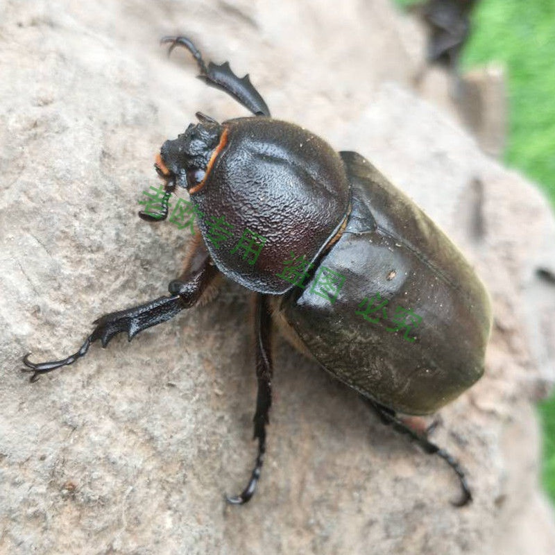 中华大扁锹甲成虫甲虫昆虫宠物活体包活独角仙仙成虫母虫