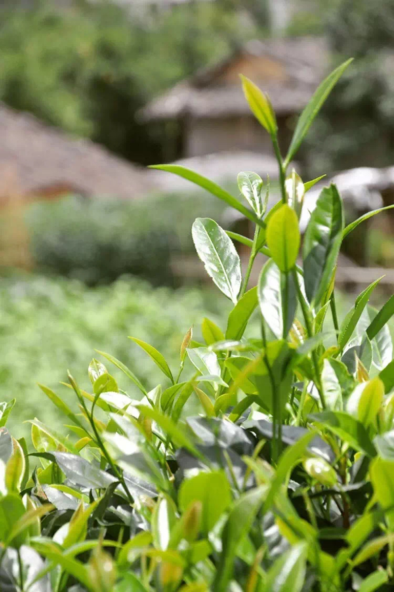 5折福建閩西漳平水仙茶葉福建烏龍茶蘭花香桂花香方塊茶餅水仙茶