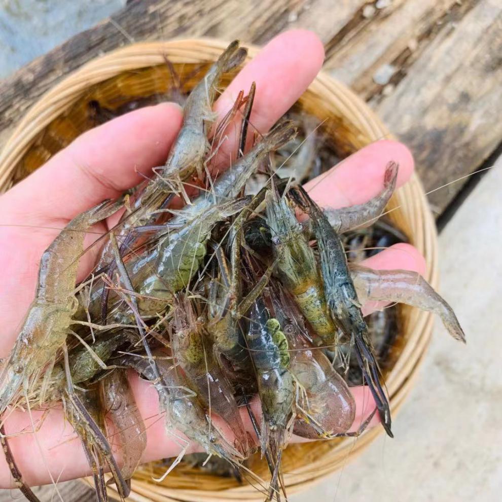 当日捕捞小河虾淡水新鲜鲜活青虾水产急冻小草虾醉虾批发福茹洲河虾34