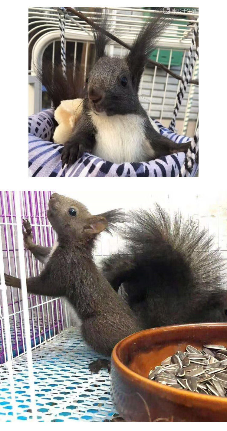 松鼠活物 宠物魔王松鼠幼崽活体奶鼠大小宠金花雪地松鼠养殖场送粮食