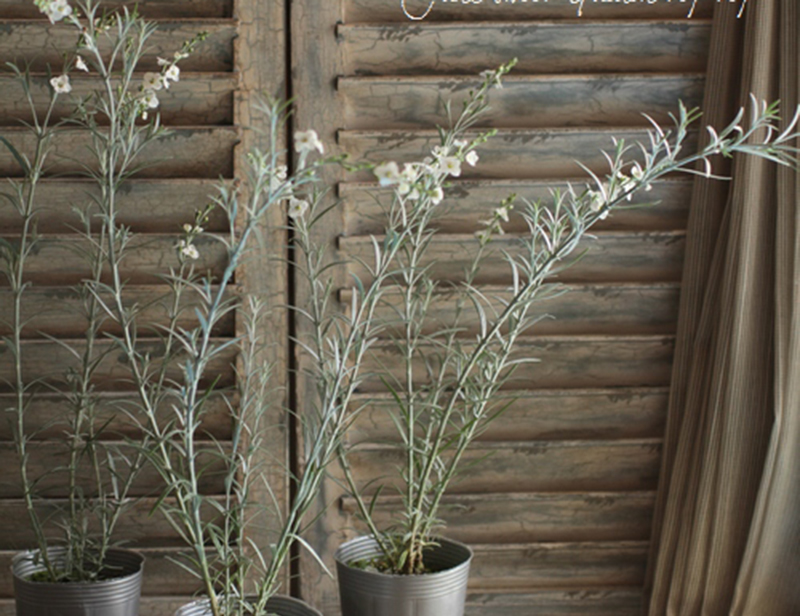 柳叶星河花银叶植物观叶耐热耐旱岩石花园庭院花境柳叶星河花10cm盆栽