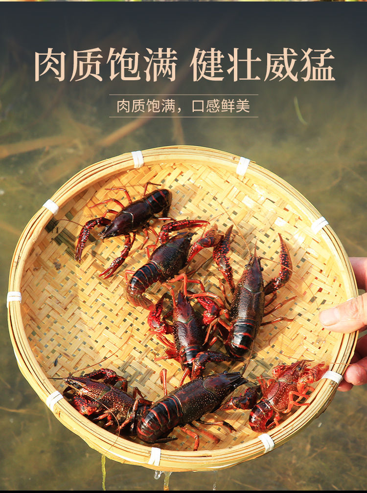 小龙虾微山湖纯小龙虾干净鲜活麻辣小龙虾 特大号每斤15-20只 4.