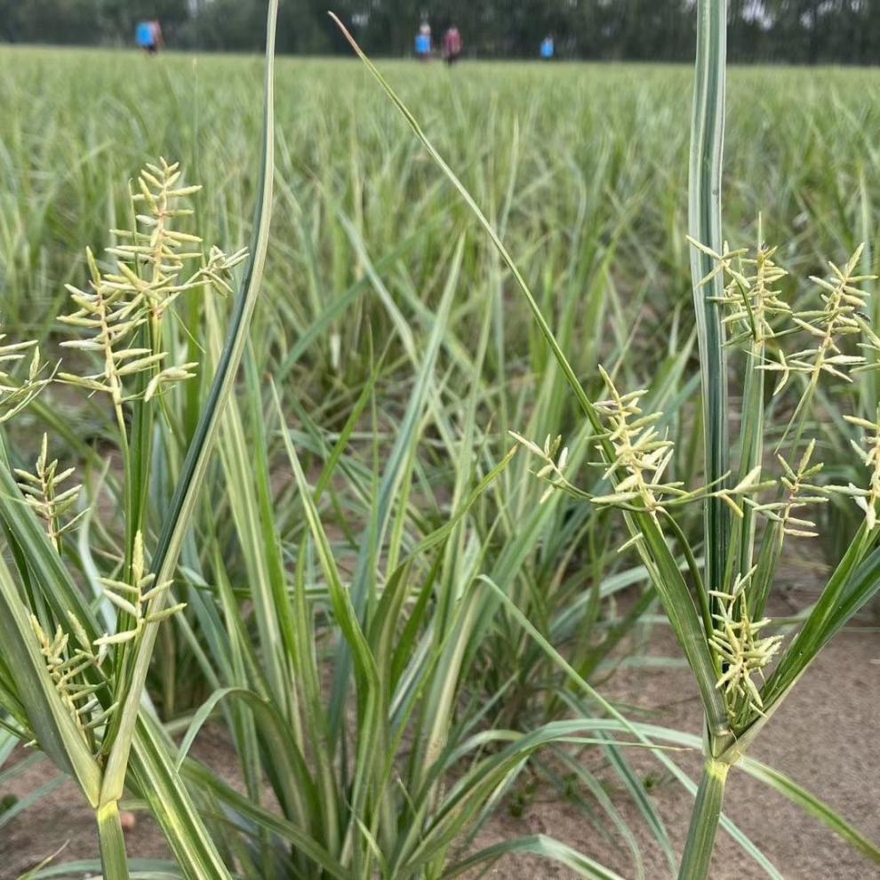 新油莎豆一斤油沙豆2020年坚果tigernuts地下核桃圆粒