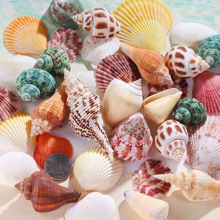 海螺贝壳工艺品天然贝壳鱼缸造景海螺壳手工标本卷贝鱼寄居蟹工艺品