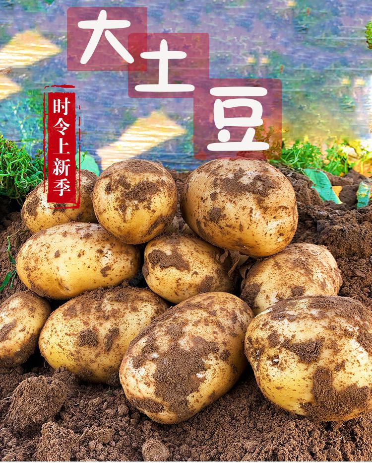 京鲜配送jd快递黄心大土豆新洋芋马铃薯大个土豆农家自种510斤土豆5斤