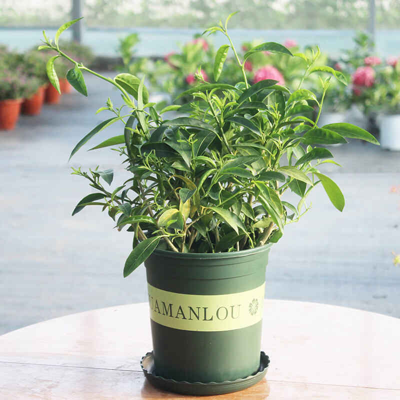 盆栽浓香四季室内阳台观花驱蚊植物净化空气绿植树苗夜来香5年苗送