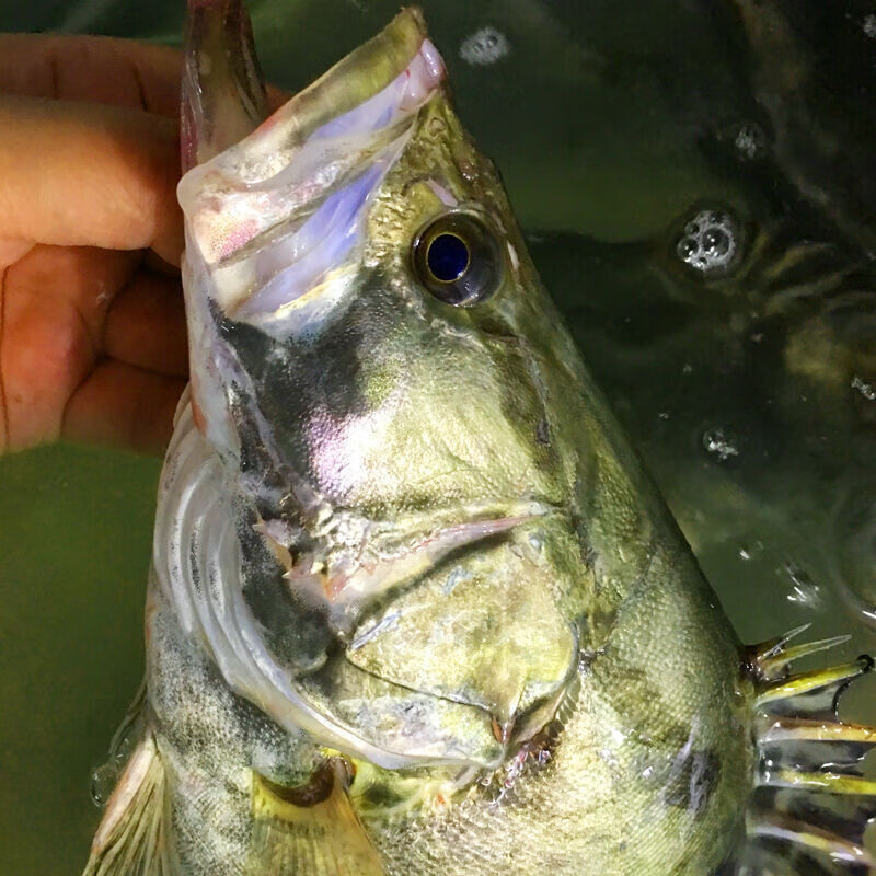 原桂魚正宗鱖魚鰲花魚桂花魚淡水魚新鮮活魚騰旺納躍2斤左右條三條裝