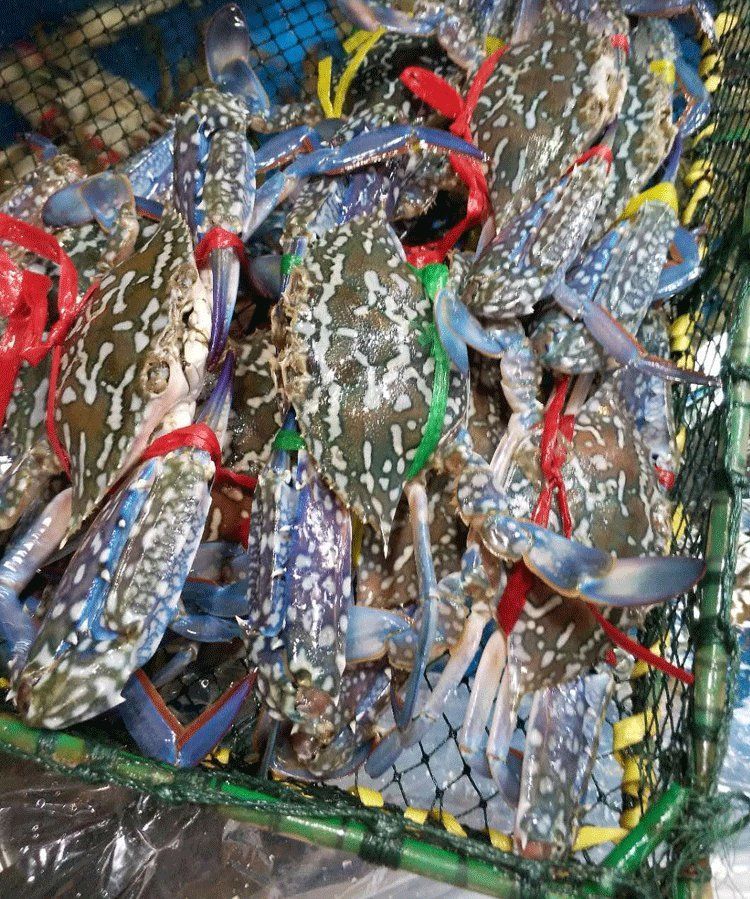 兰花蟹鲜活蓝脚海蟹梭子蟹飞蟹满肉公螃蟹天然海捕3斤装广州发货