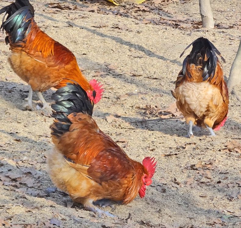 品種:土雞飼養方式:散養整雞分類:大公雞貨號:gmsawykn商品產地:中國