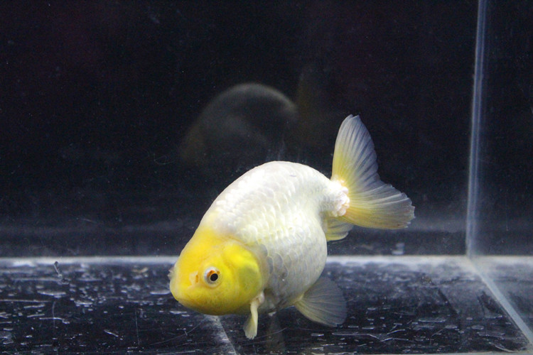 观赏鱼冷水鱼苗红白寿黑紫兰寿包活好养 6-7cm精品玉兔兰寿1条【图片